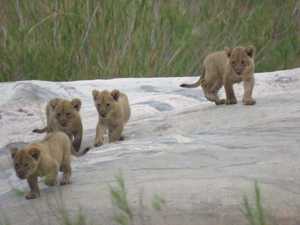 aab66cfb-4236-4c50-b940-dda935f583c7 3